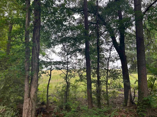 a backyard of a forest