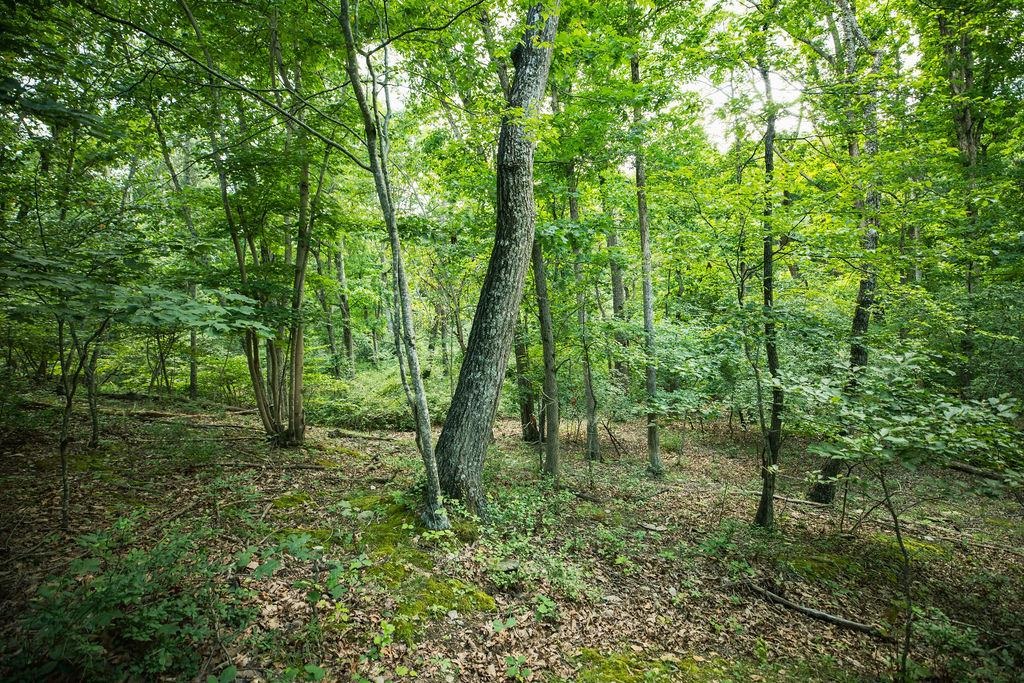 Tbd Calf Mountain Road Waynesboro, VA 22980 - Photo 32 of 36