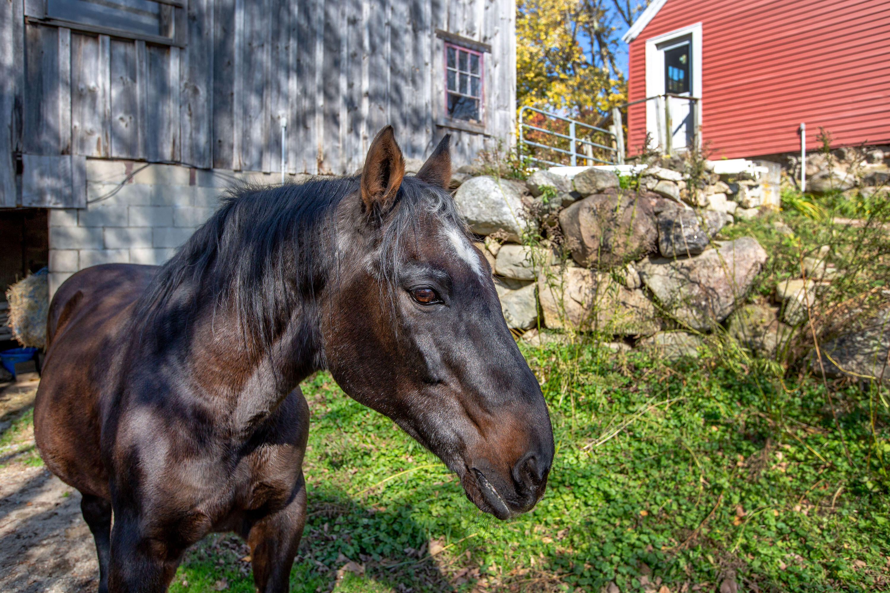 118 Fickett Road Pownal, ME 04069 - Photo 43 of 73 Barn