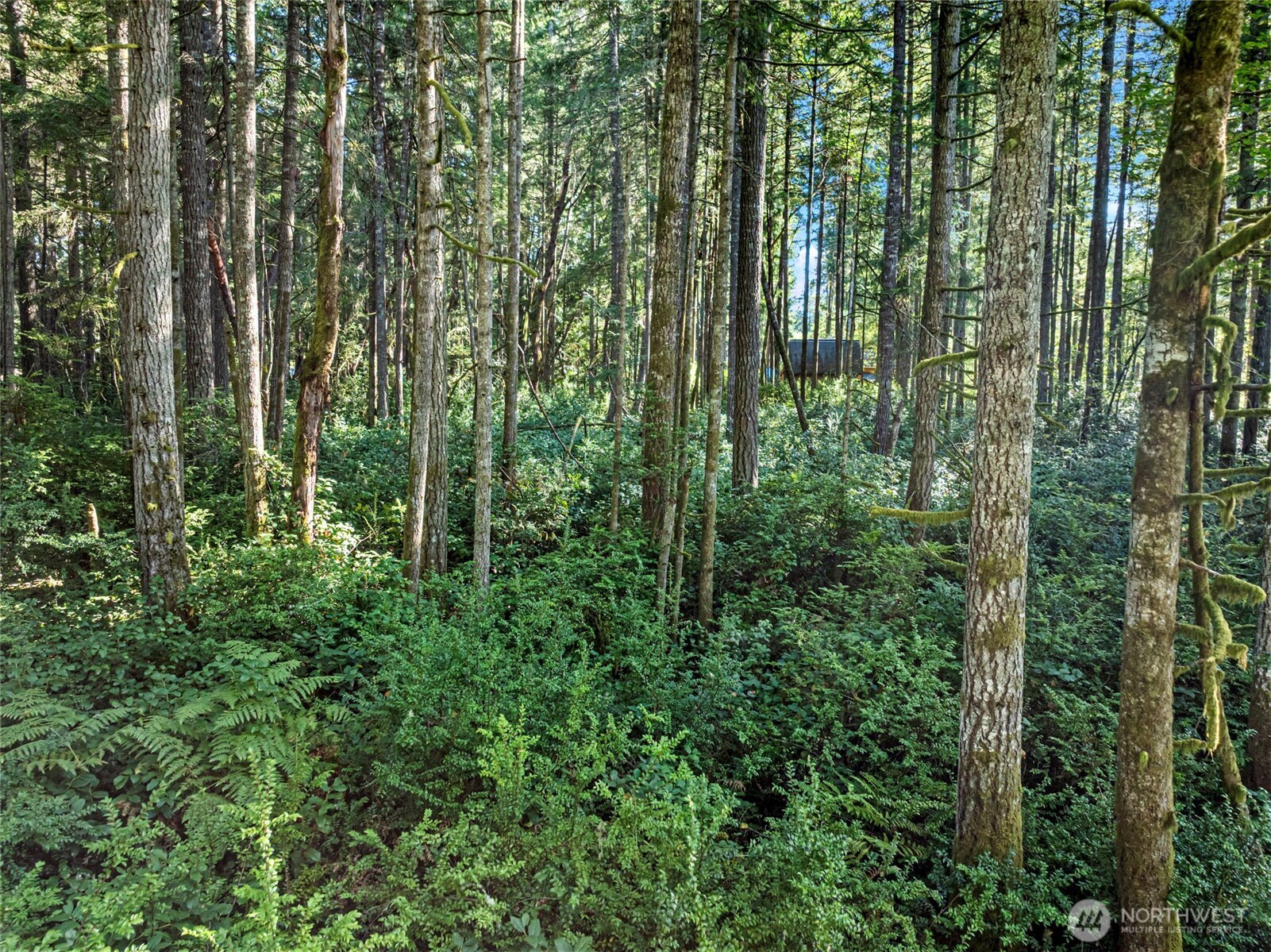 20 Webb Road Southwest Lakebay, WA 98349 - Photo 5 of 11 a view of outdoor space and green space