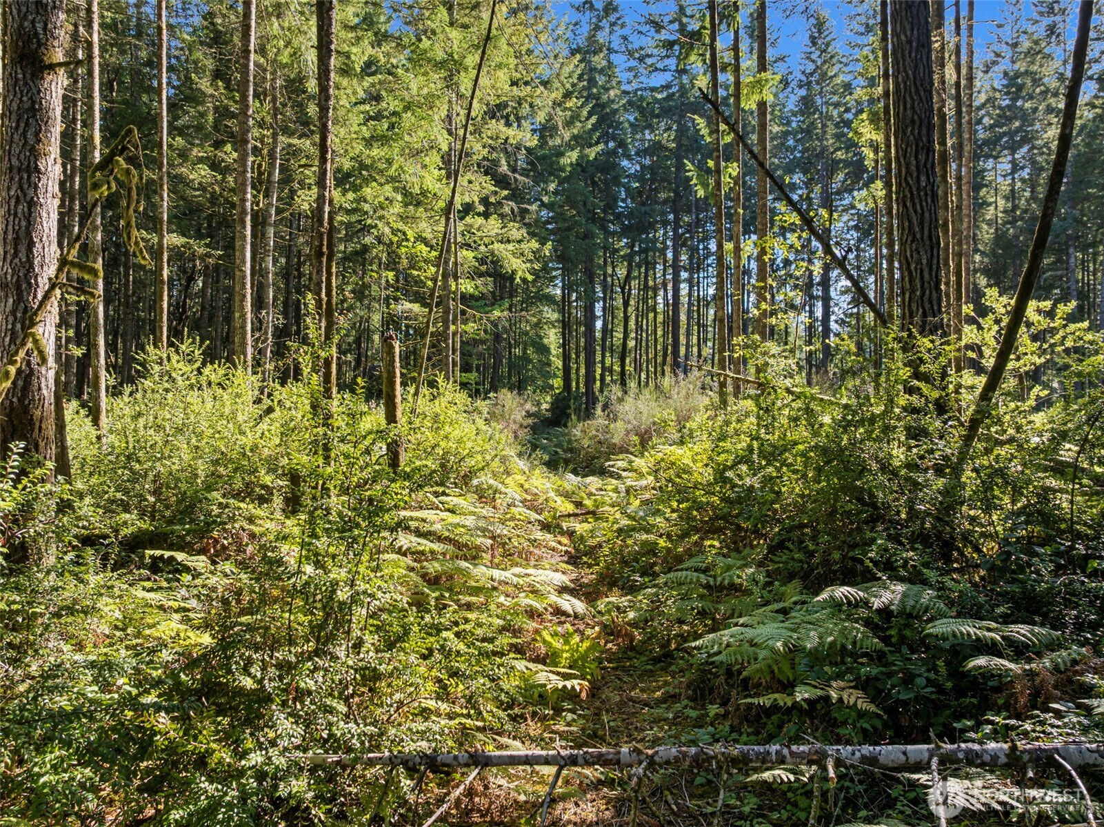 20 Webb Road Southwest Lakebay, WA 98349 - Photo 10 of 11 a view of a garden