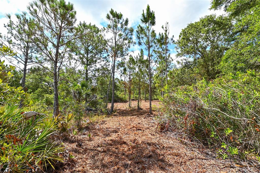 10709 Leafwing Drive Sarasota, FL 34241 - Photo 20 of 27 a view of outdoor space and trees
