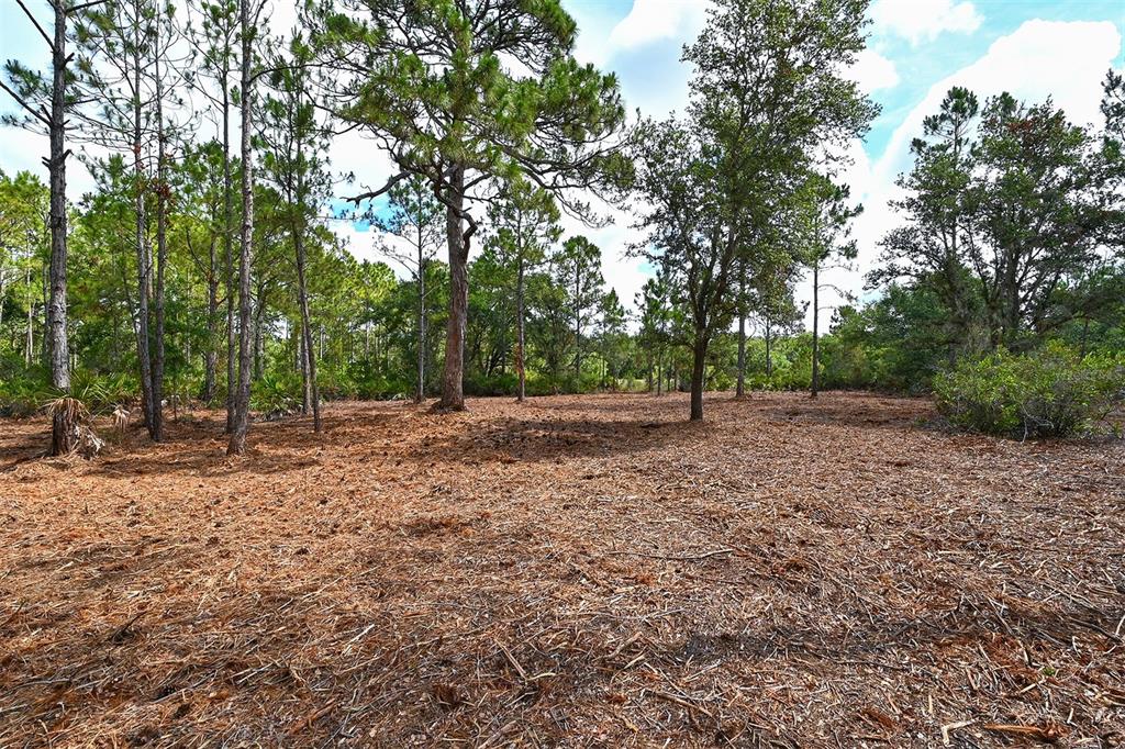 10709 Leafwing Drive Sarasota, FL 34241 - Photo 22 of 27 a view of a forest with trees in the background