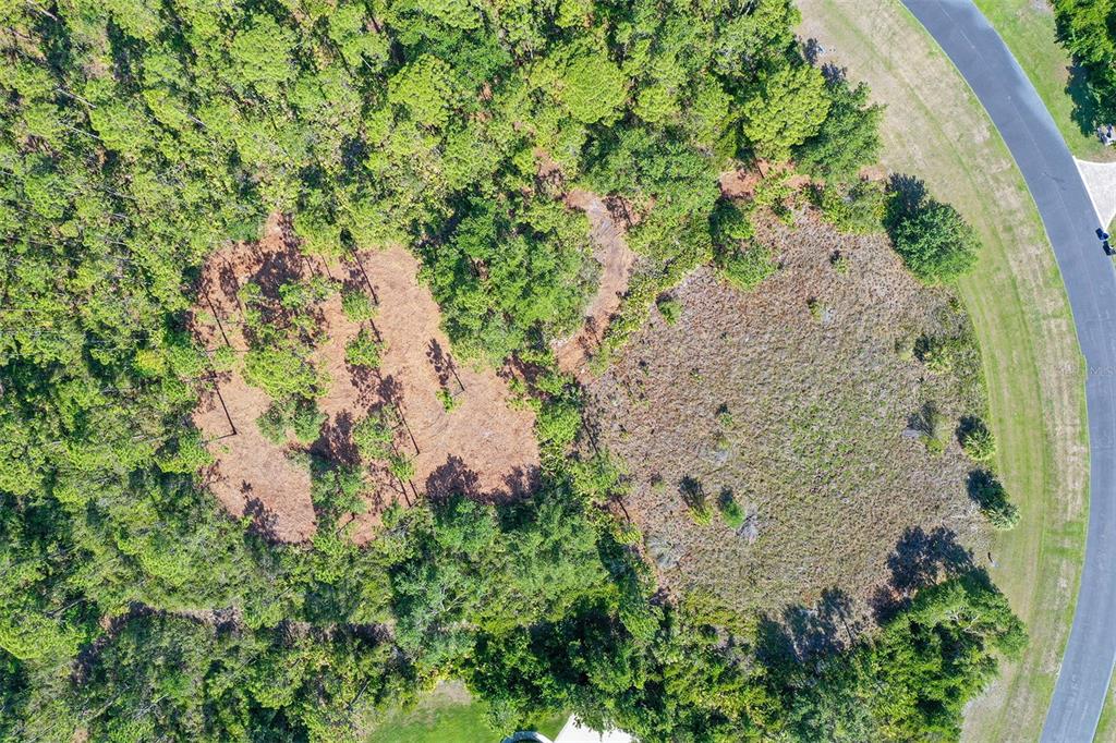 10709 Leafwing Drive Sarasota, FL 34241 - Photo 10 of 27 a close up of a plant in a garden