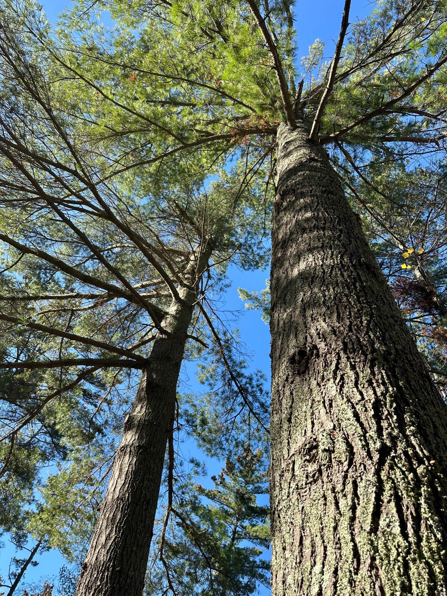 5904 Lk May Drive Northwest Akeley, MN 56433 - Photo 64 of 87