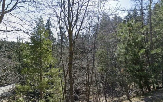 a view of a forest with trees