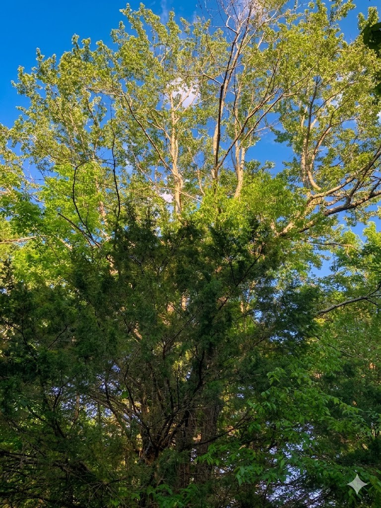 0 Upper Standing Rock Road Dover, TN 37058 - Photo 53 of 76 a view of a tree