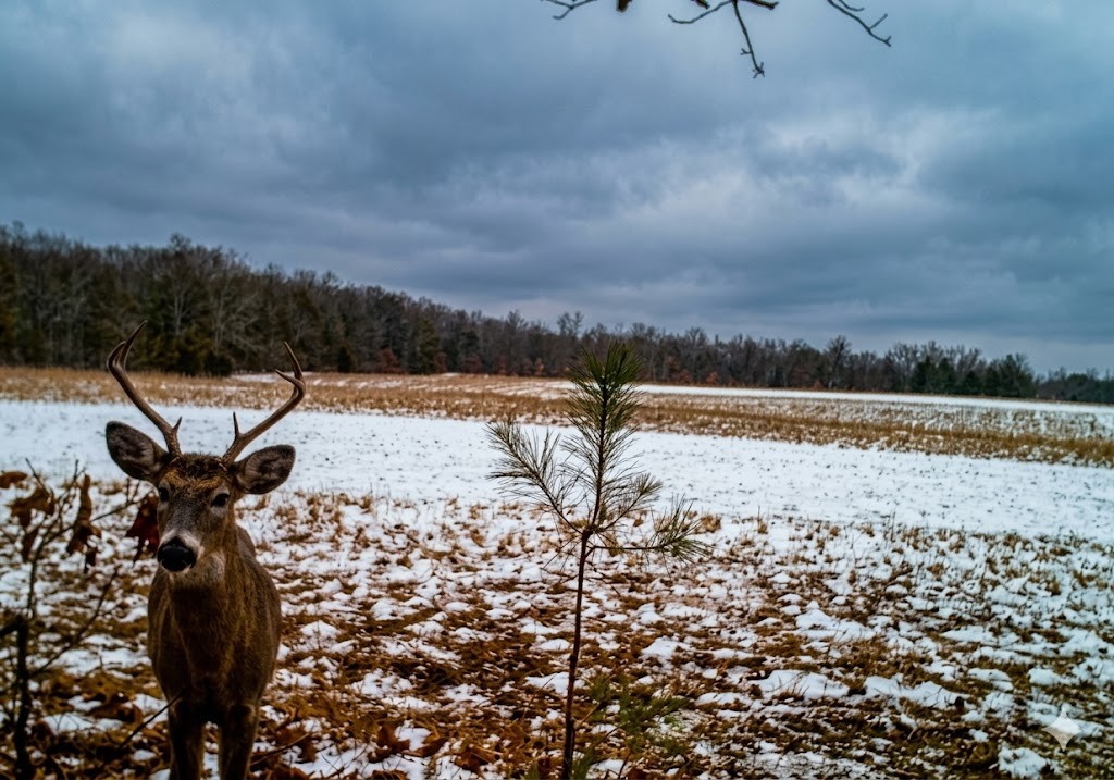 0 Upper Standing Rock Road Dover, TN 37058 - Photo 55 of 76