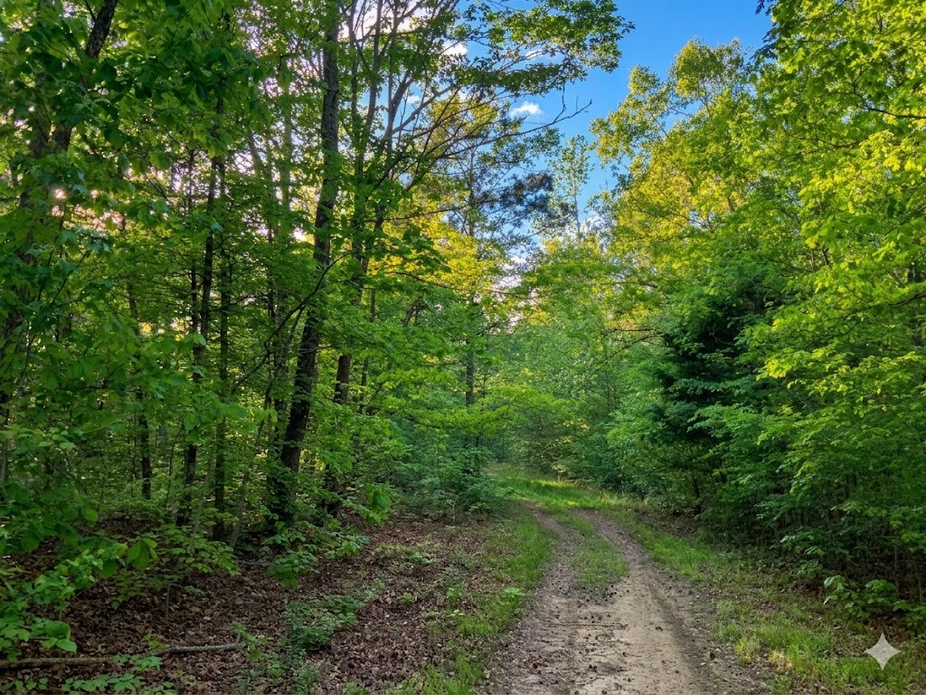 0 Upper Standing Rock Road Dover, TN 37058 - Photo 57 of 76 a view of a lush green forest