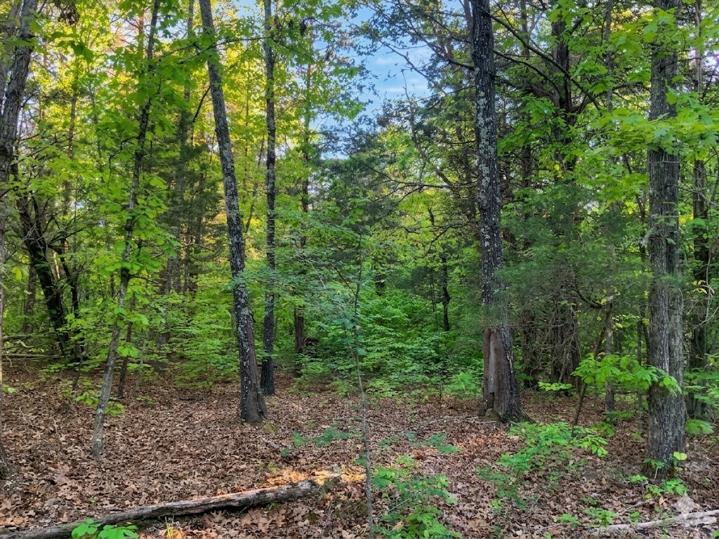 0 Upper Standing Rock Road Dover, TN 37058 - Photo 58 of 76 a view of a forest that has large trees