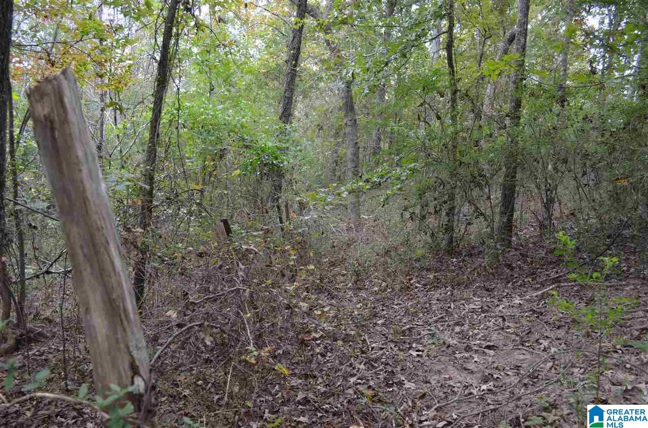 3370 Smith Mill Road Trafford, AL 35172 - Photo 9 of 15 Gallery Image 9