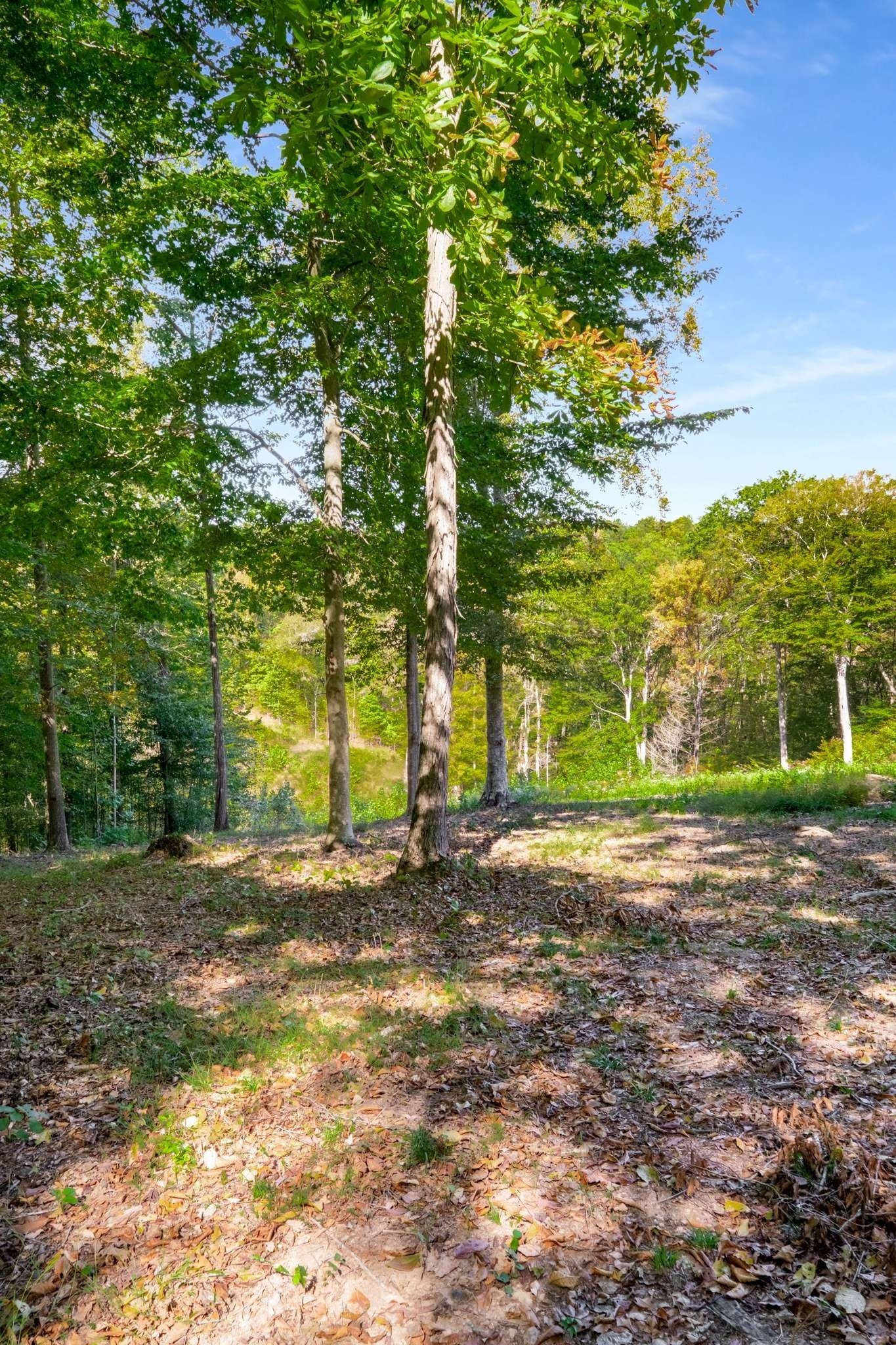 5436 Parker Branch Road Franklin, TN 37064 - Photo 2 of 18 a view of a yard with tree s