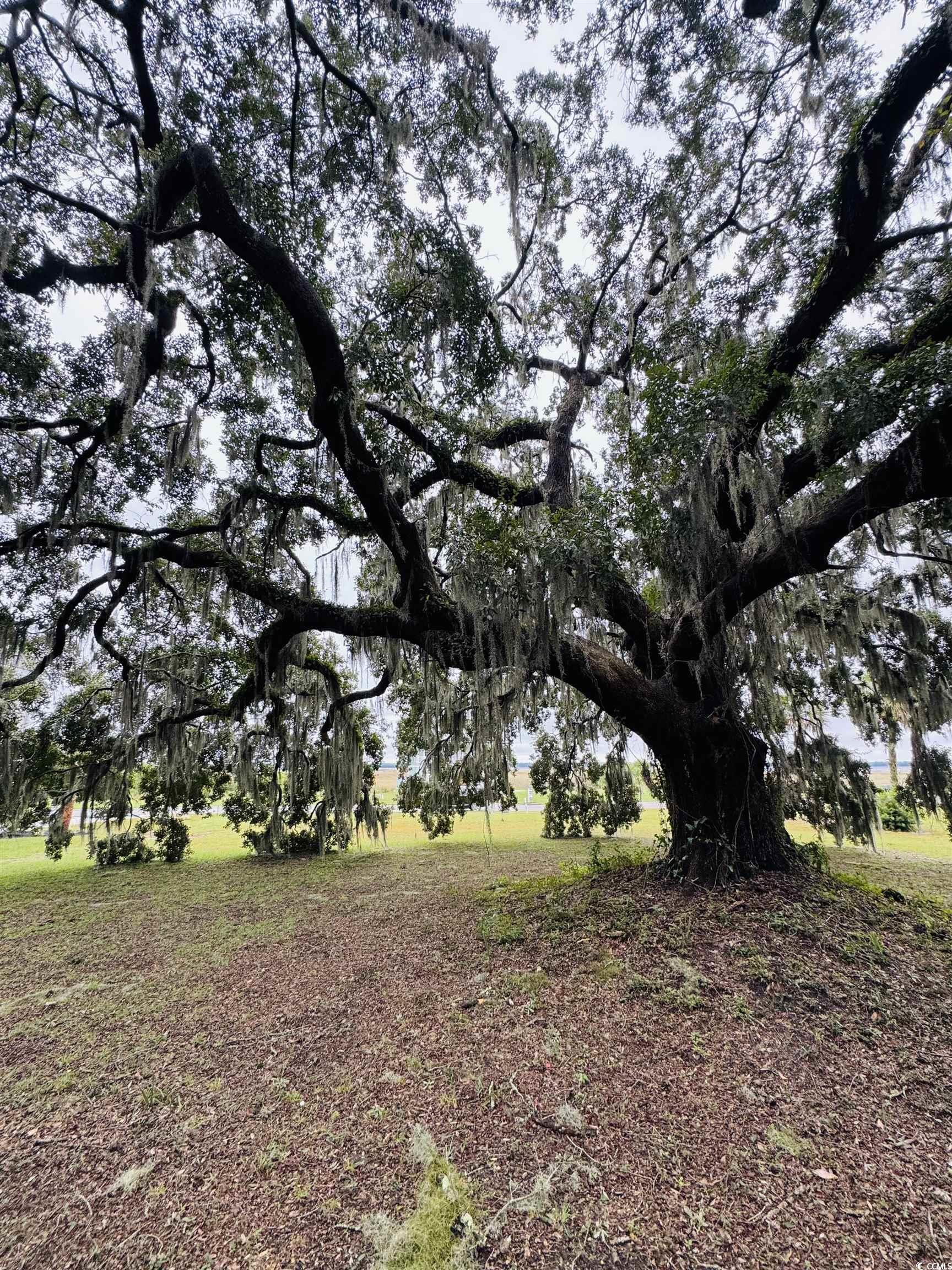 Lot 50 Oak Bay Drive Georgetown, SC 29440 - Photo 5 of 25 View of yard