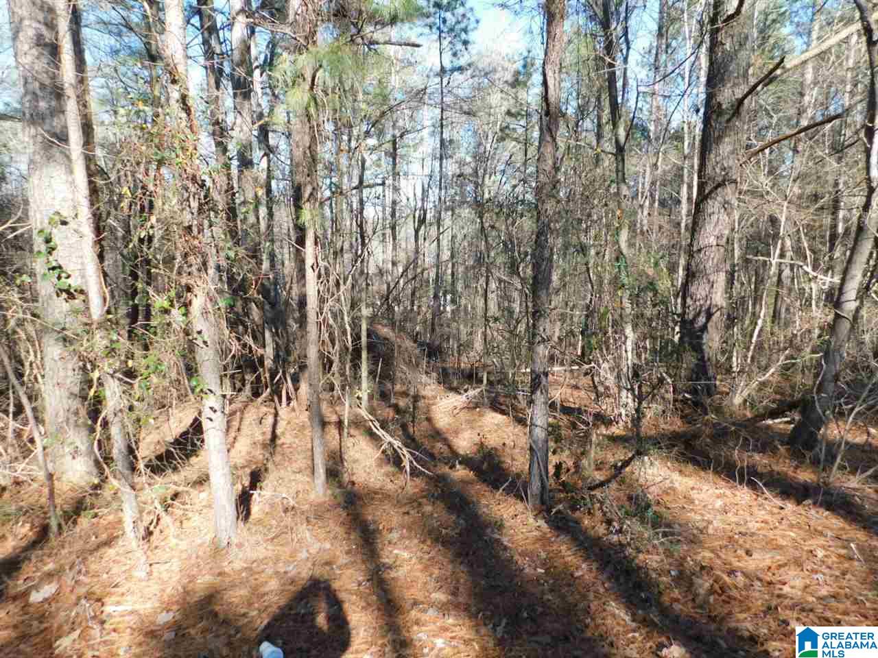 0 Village Springs Road, Unit 41 Springville, AL 35146 - Photo 2 of 3 Gallery Image 2