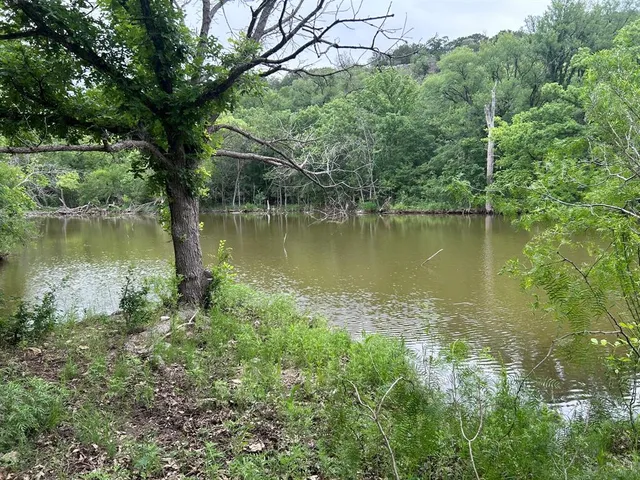 a view of a lush green forest