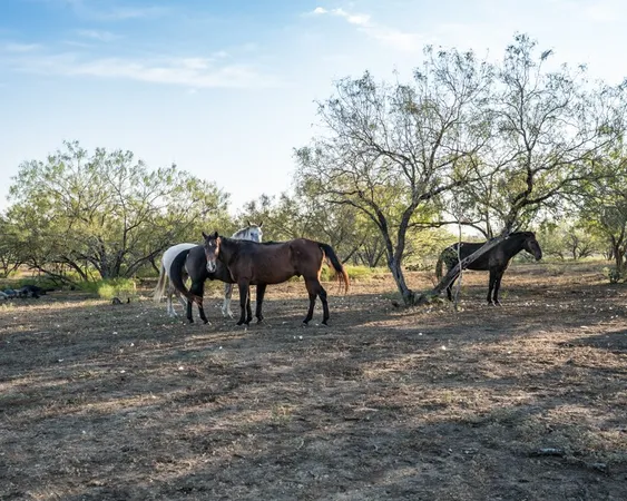 a view of a field with an trees