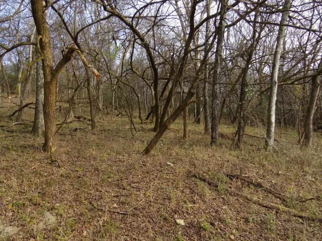 a view of a yard with large trees
