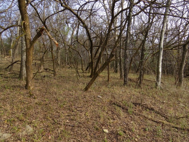 958 Dollar Hollow Road Pulaski, TN 38478 - Photo 2 of 7 a view of a yard with large trees