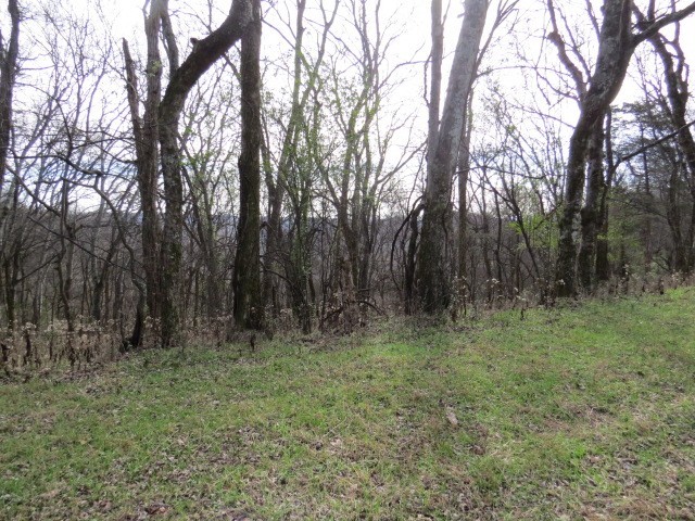 958 Dollar Hollow Road Pulaski, TN 38478 - Photo 4 of 7 a view of forest