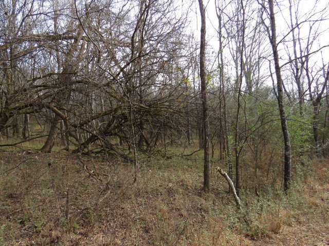 958 Dollar Hollow Road Pulaski, TN 38478 - Photo 5 of 7 a view of a forest with trees in front of it