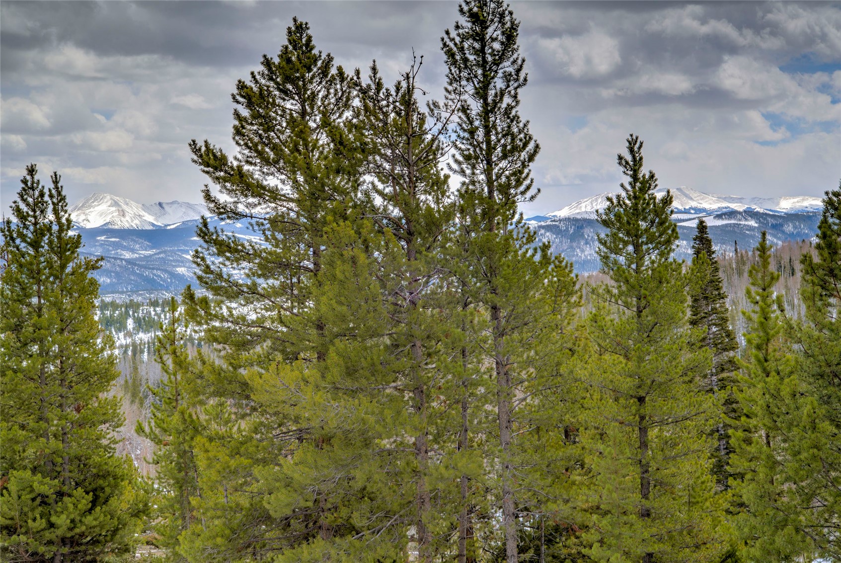 94300 Ryan Gulch Road, Unit 301 Silverthorne, CO 80498 - Photo 21 of 35 a view of a tree with a yard