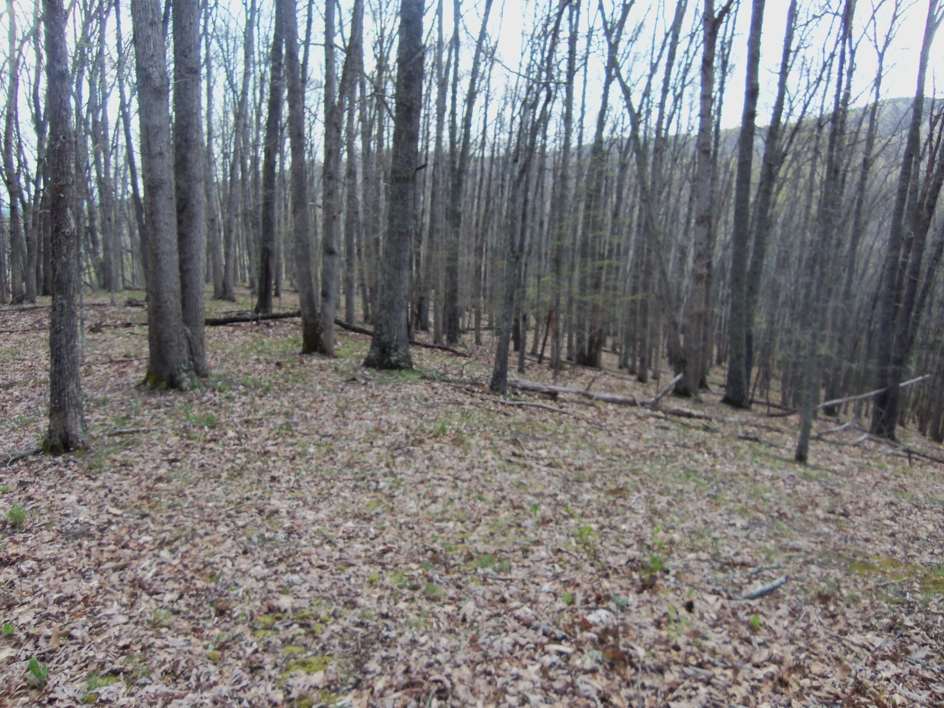 Little Wolf Creek Road Hinton, WV 25951 - Photo 14 of 18 Gallery Image 14