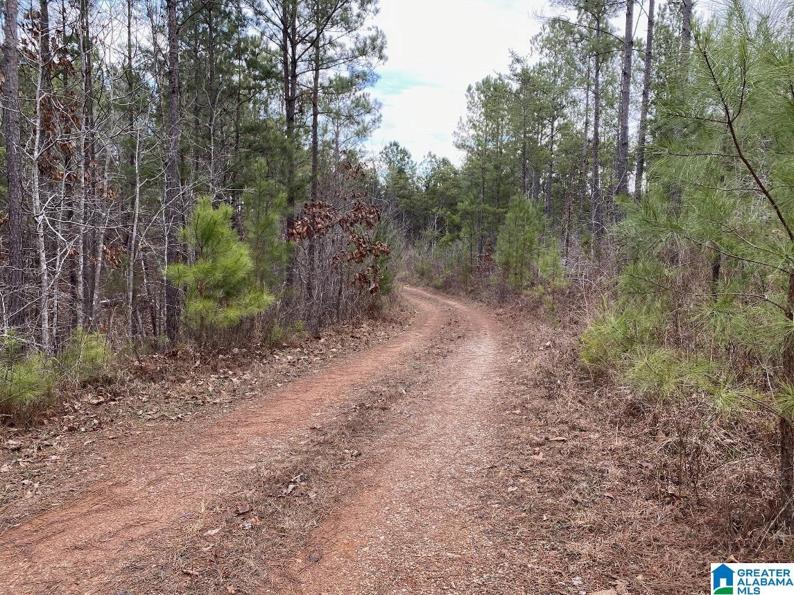 0 Highway 145 Clanton, AL 35046 - Photo 4 of 4