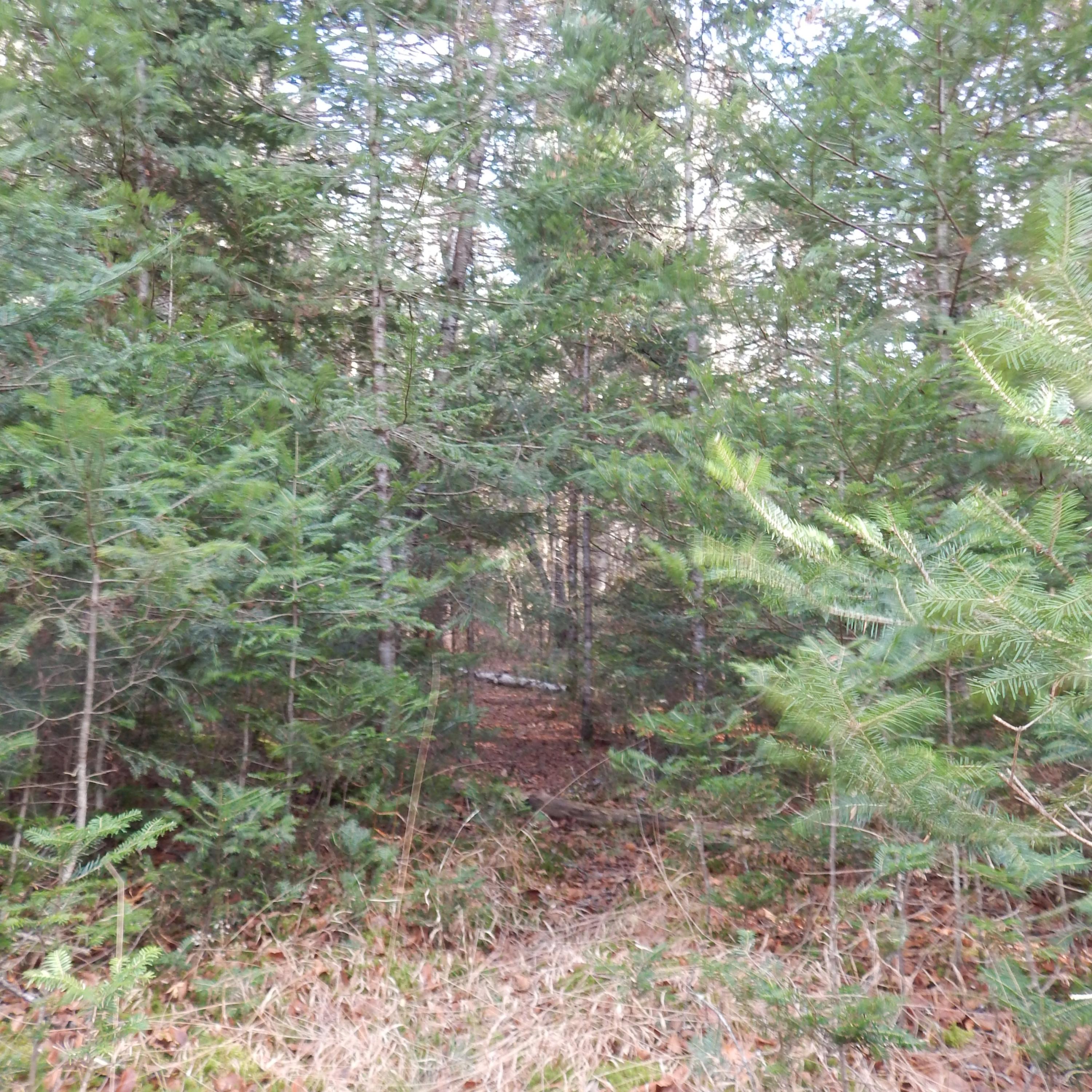 69 Herring Tract Road Willimantic, ME 04443 - Photo 27 of 60 DSCN0070