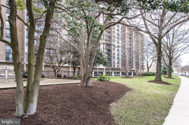 a view of a park with large trees