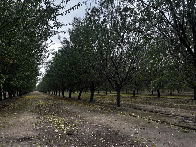 a view of outdoor space with trees