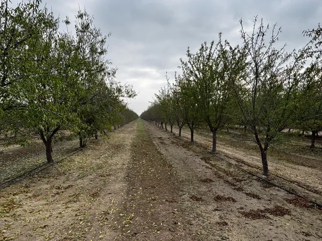 a view of a forest with trees in the background