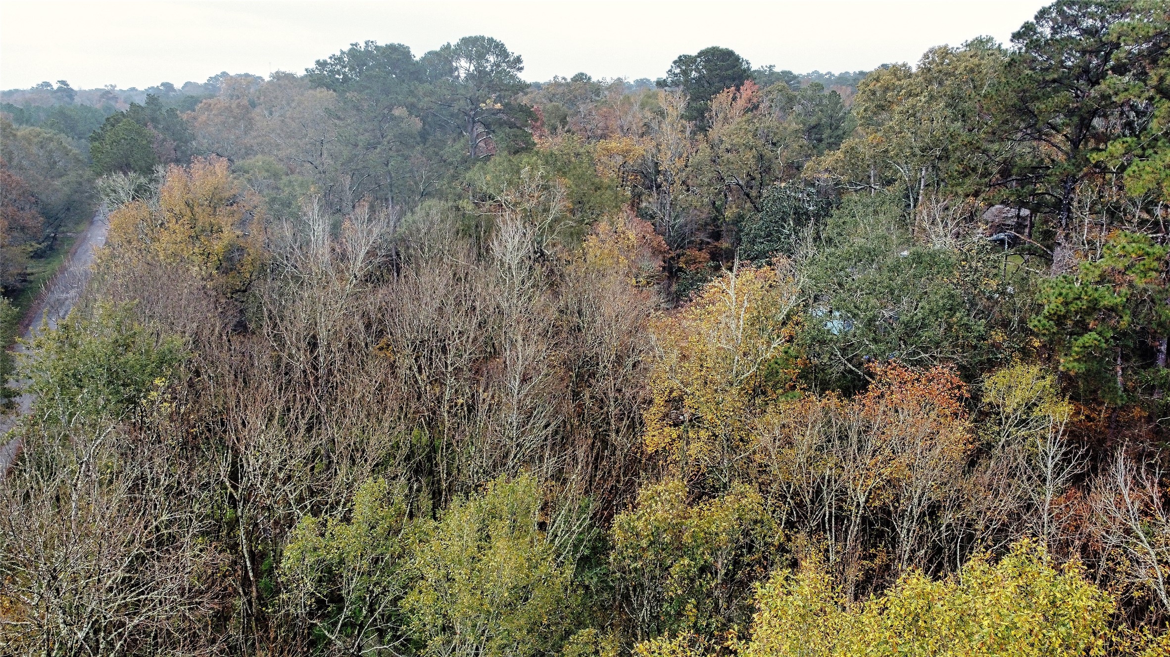 12651 Royal Creek Road Conroe, TX 77303 - Photo 9 of 13 a view of a trees in a field