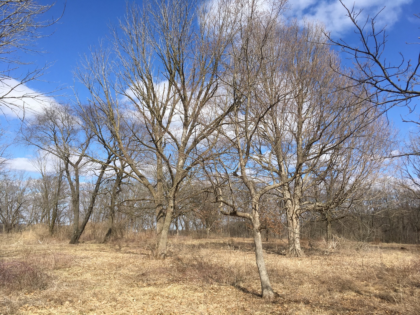 2970 Dupont Road Seneca, IL 61360 - Photo 4 of 9