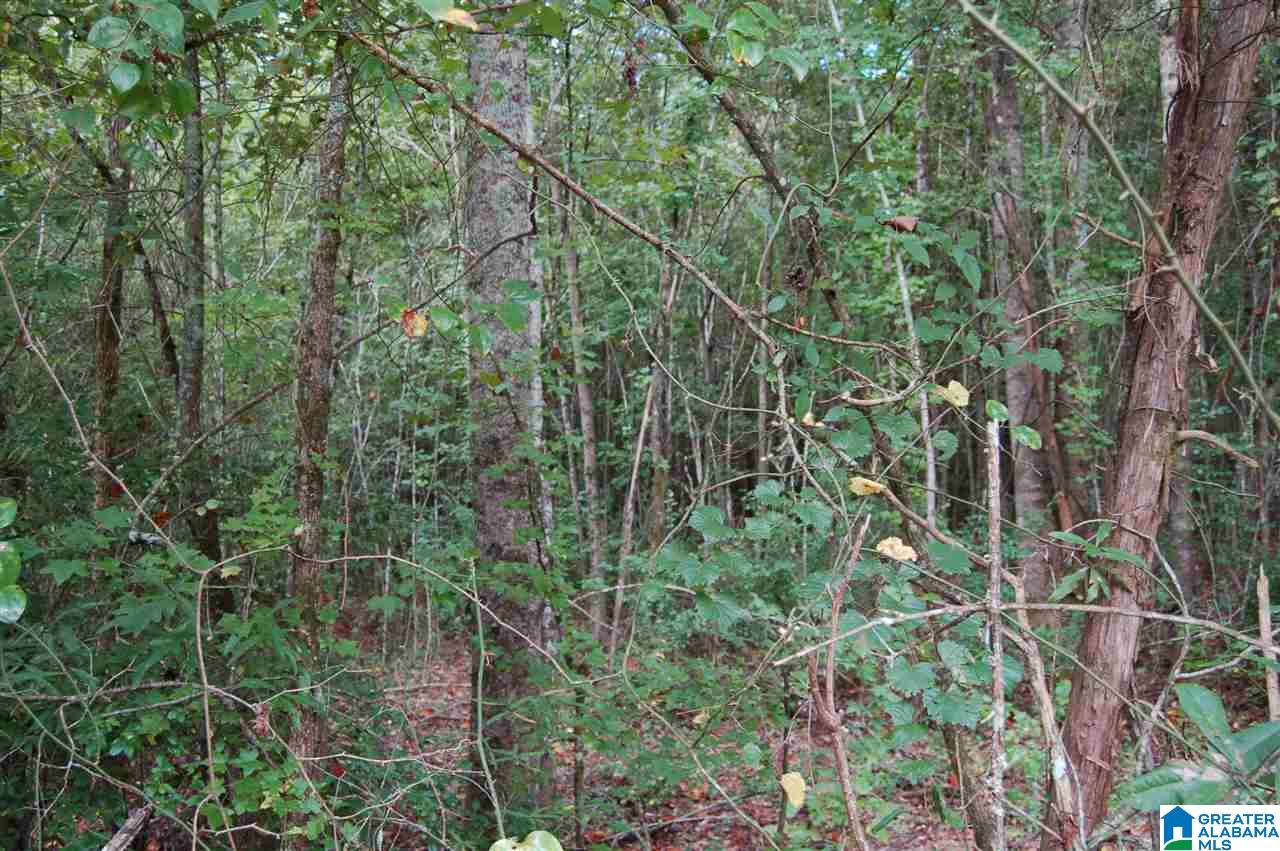 26-acres Old Shocco Road, Unit 26 ACRES Talladega, AL 35160 - Photo 4 of 10