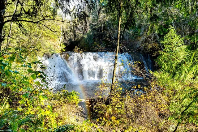 a close up of a tree