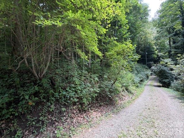 Lot 33 Sara Ridge Road Waynesville, NC 28786 - Photo 21 of 26 Gallery Image 21