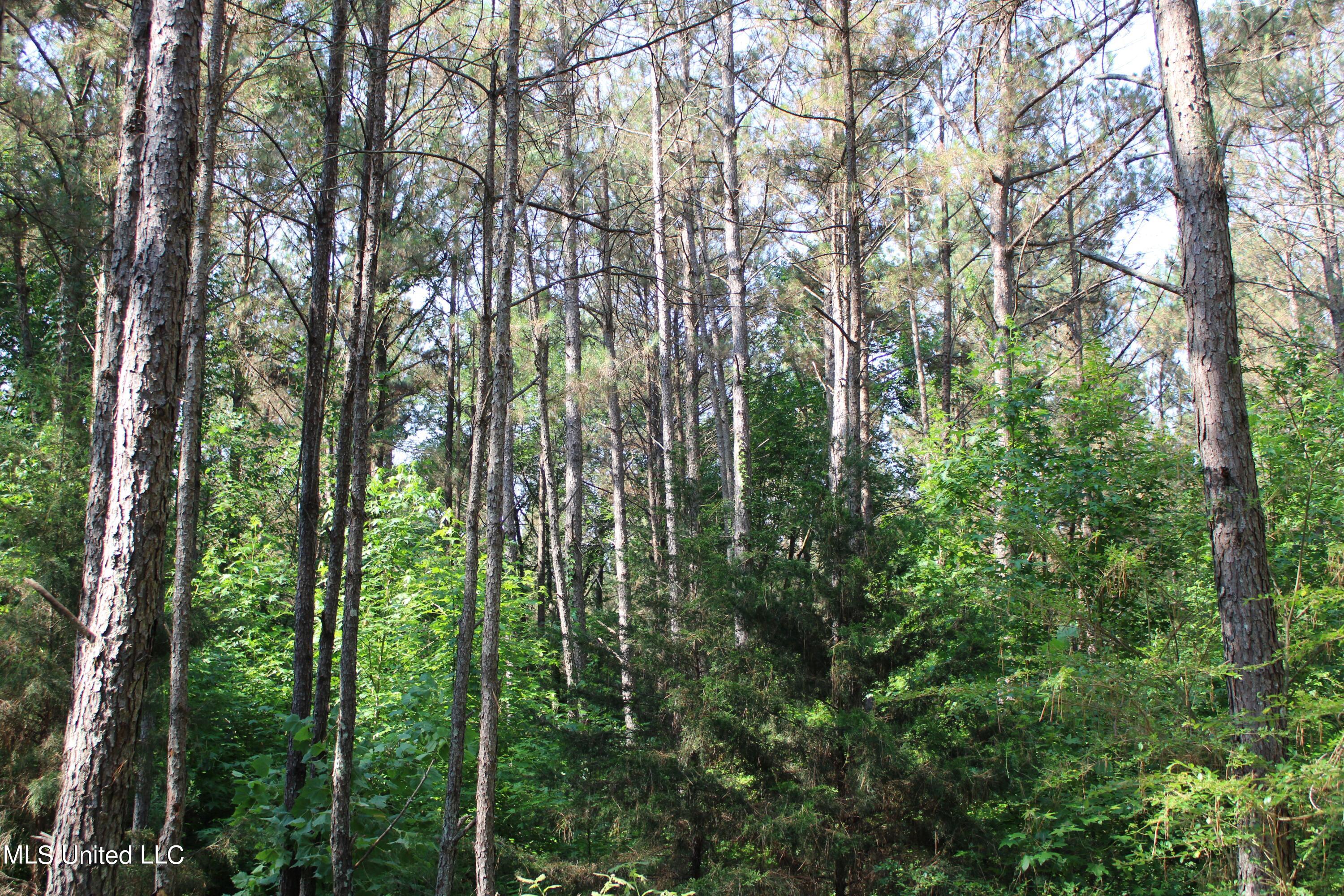 227 County Road Coffeeville, MS 38922 - Photo 5 of 7 IMG_0611