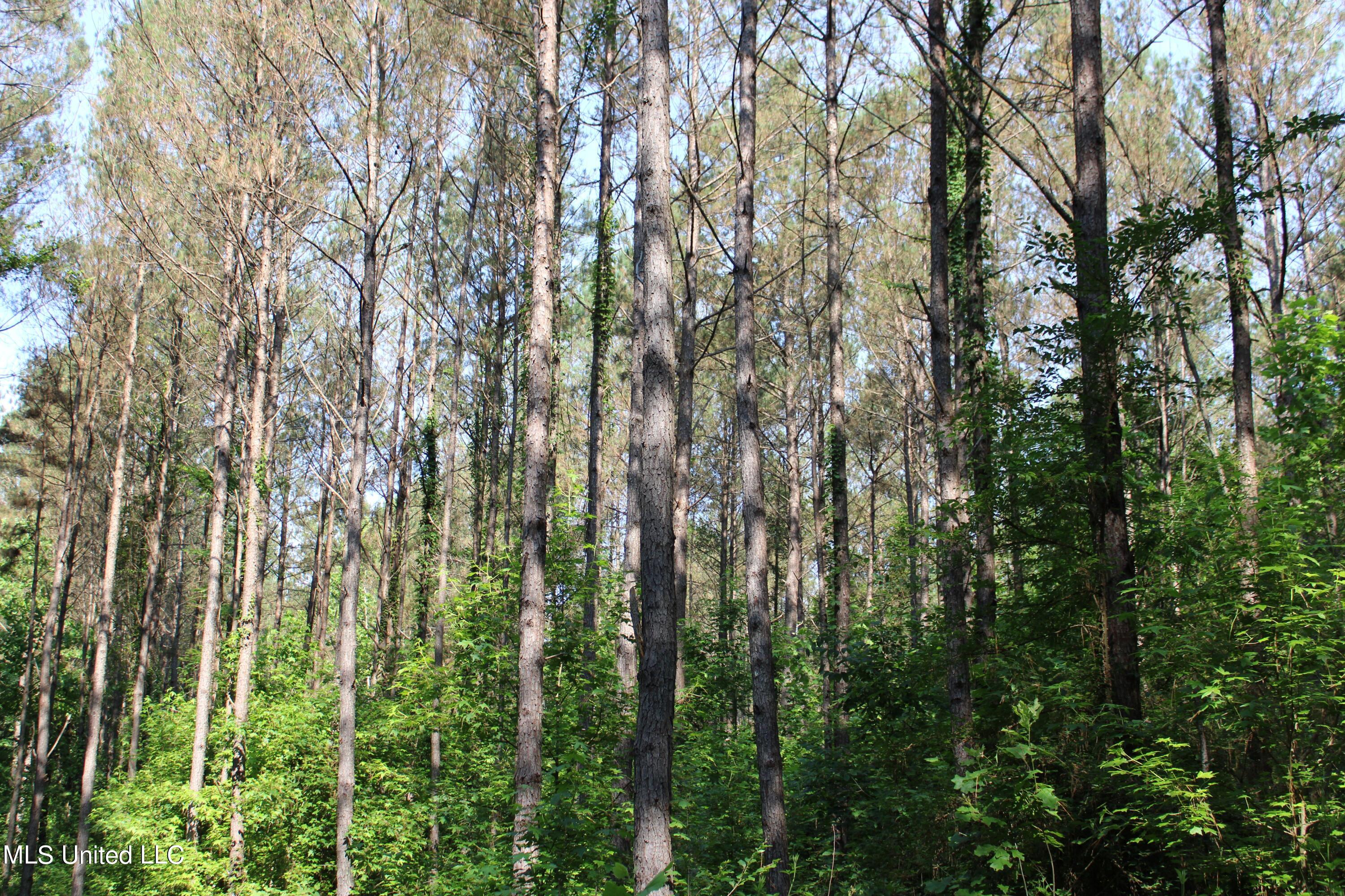 227 County Road Coffeeville, MS 38922 - Photo 7 of 7 IMG_0603