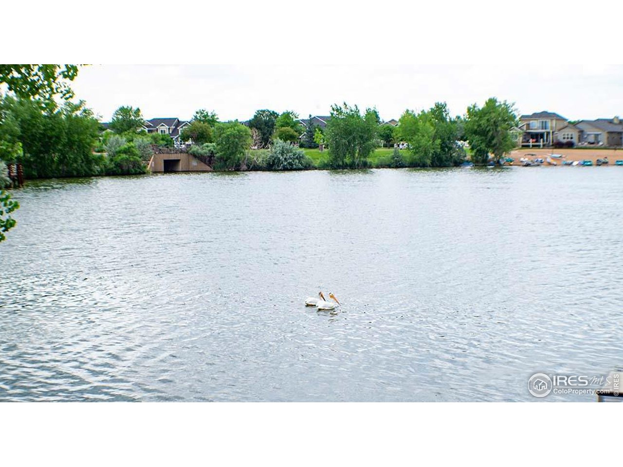 301 Pelican Cove Windsor, CO 80550 - Photo 37 of 38 a black and white photo of a lake