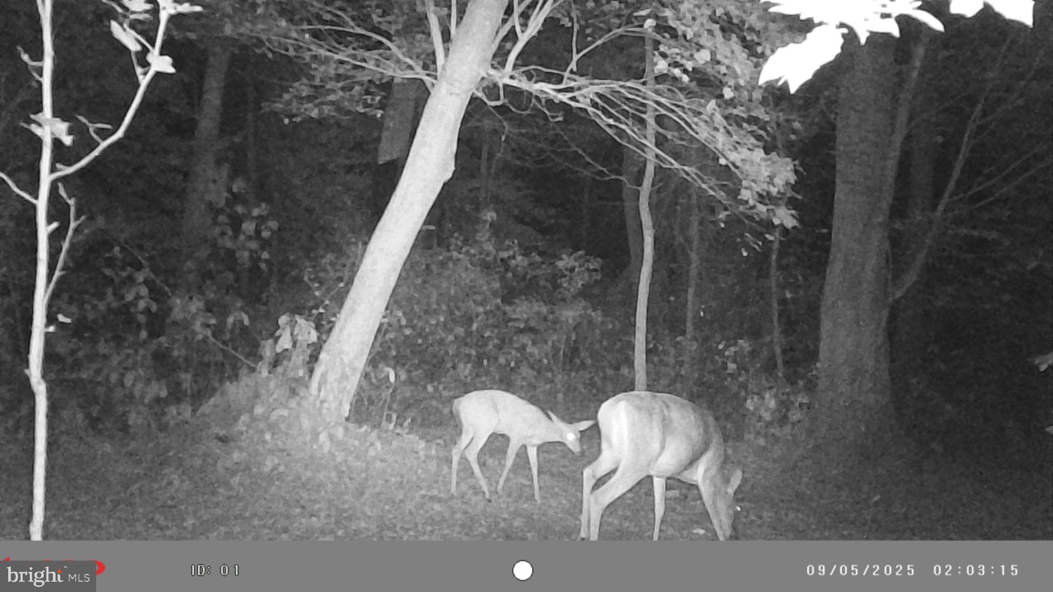 25095 Trunk Line Road Henderson, MD 21640 - Photo 37 of 39 Quiet night in the forest: deer duo.