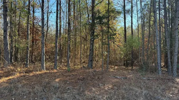 a view of a forest with trees