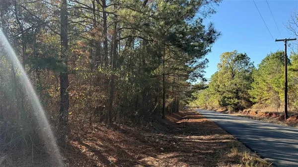 a view of forest