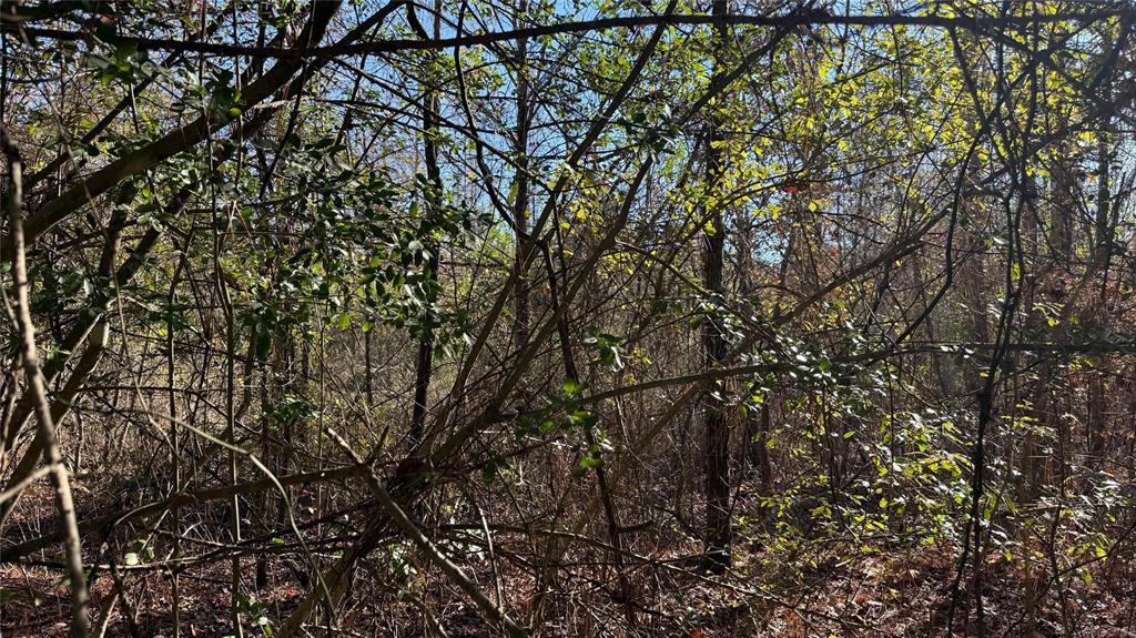 10719 Monterey School Road Vivian, LA 71082 - Photo 19 of 22