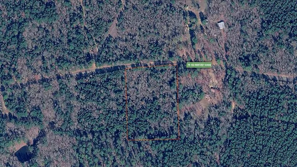 a view of a forest with a dry yard