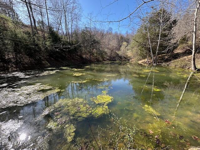 Boones Path Road Rose Hill, VA 24281 - Photo 2 of 48 spring fed pond
