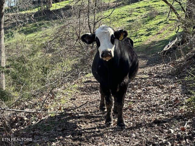 Boones Path Road Rose Hill, VA 24281 - Photo 4 of 48 IMG_1331