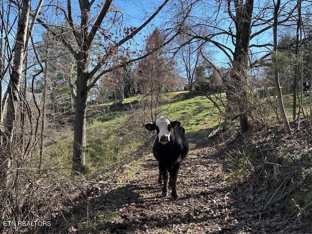 Boones Path Road Rose Hill, VA 24281 - Photo 5 of 48 IMG_1330