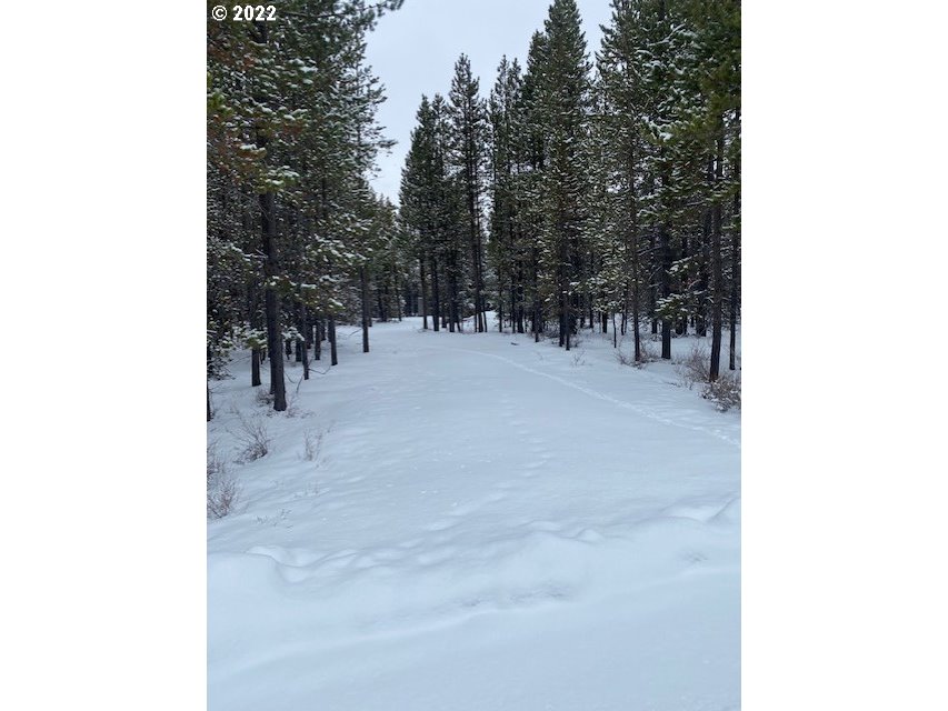 a view of a forest with trees