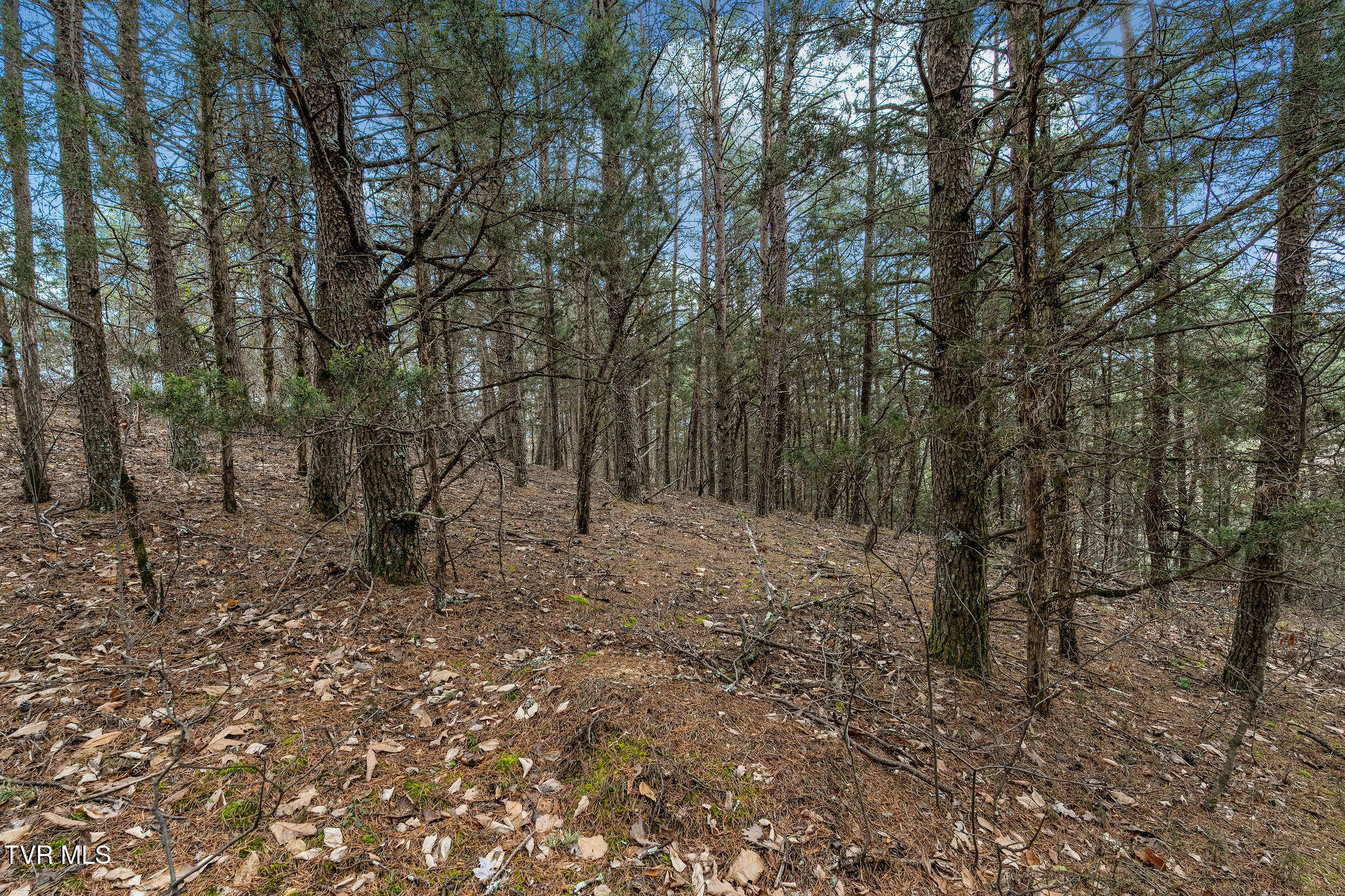 1135 Piney Flats Road Watauga, TN 37694 - Photo 40 of 55 DSC07682