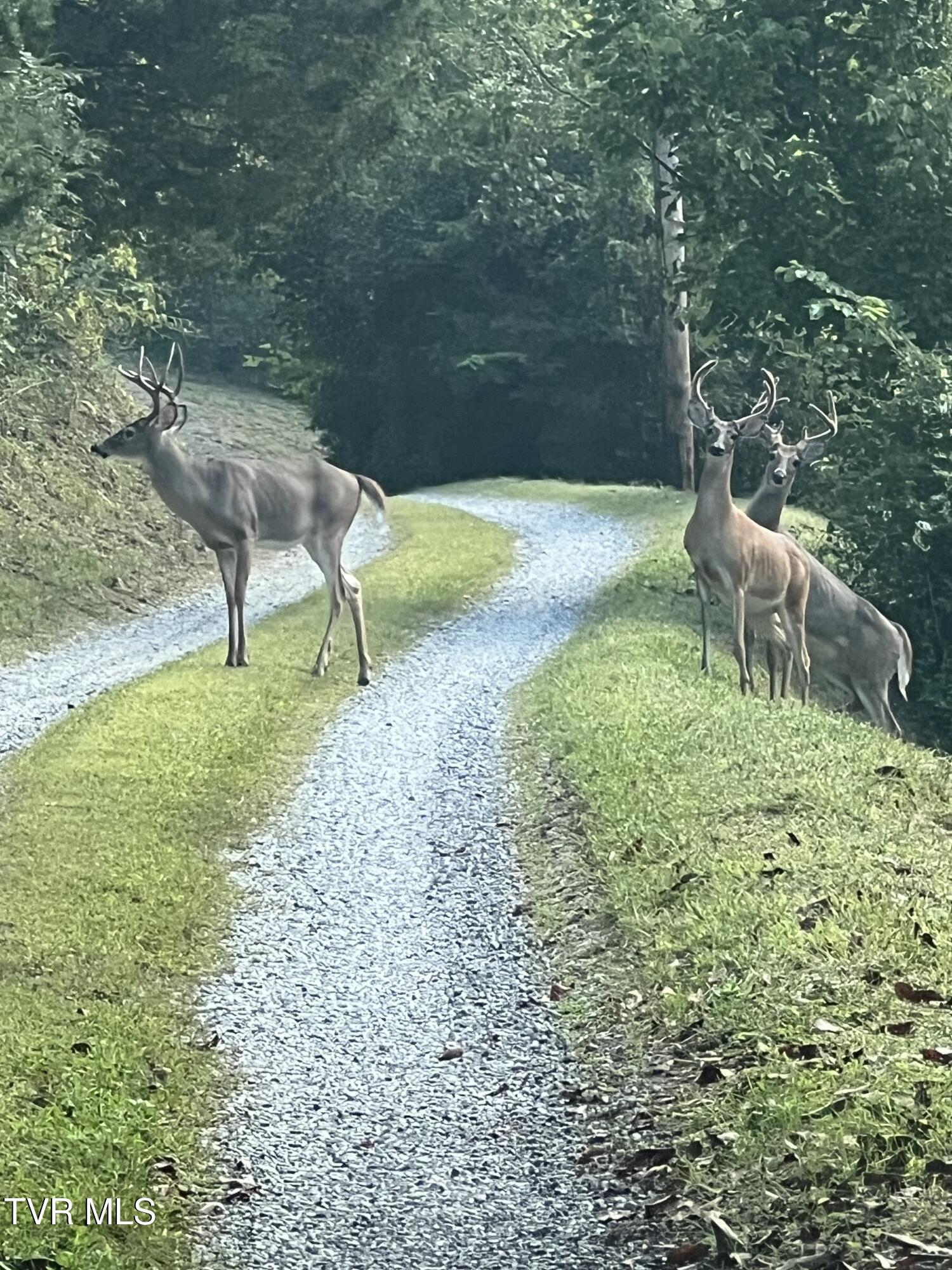 1135 Piney Flats Road Watauga, TN 37694 - Photo 50 of 55 VelvetRd